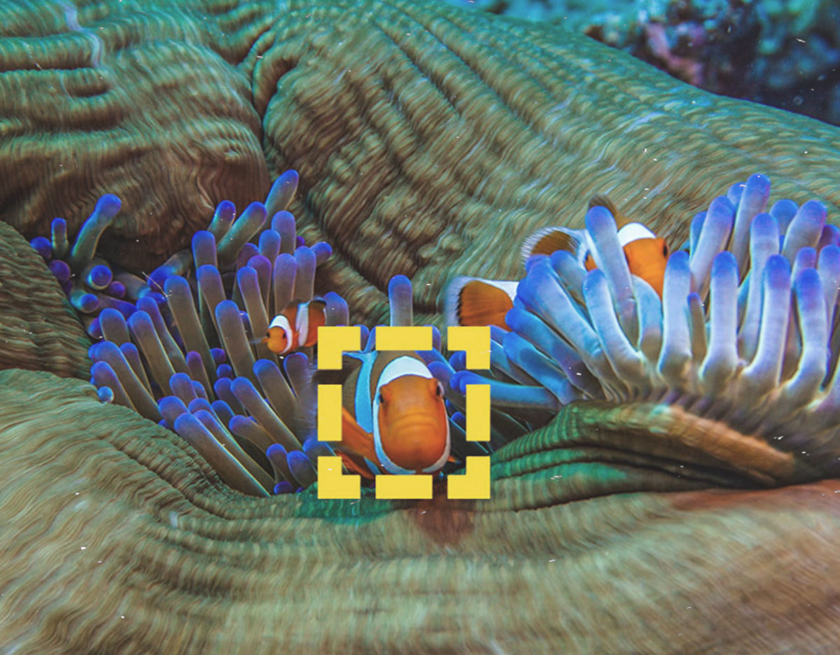 reef