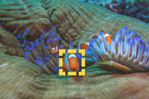 reef